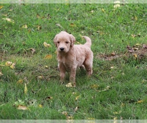 Goldendoodle Puppy for sale in BRIGHTON, MO, USA