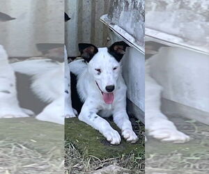 Mutt Dogs for adoption in Aurora, IN, USA