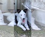 Small Mutt