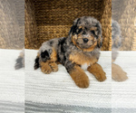 Puppy Valentina Bernedoodle (Miniature)