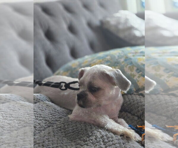 Medium Photo #2 Shih Tzu-Unknown Mix Puppy For Sale in Euless, TX, USA