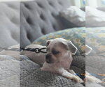 Small #1 Shih Tzu Mix