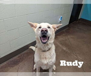 Mutt Dogs for adoption in Stratham, NH, USA