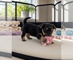 Small #2 Morkie