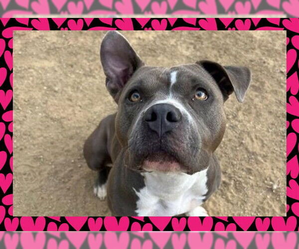 Medium Photo #3 American Pit Bull Terrier Puppy For Sale in Ojai, CA, USA