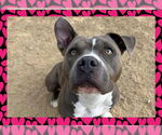 Small #2 American Pit Bull Terrier