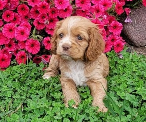 Medium Photo #1 Cocker Spaniel Puppy For Sale in WITHEE, WI, USA