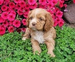 Puppy Pup 2 MARIGOLD Cocker Spaniel