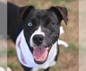 Labrador Retriever-Unknown Mix Dogs for adoption in San Antonio, TX, USA