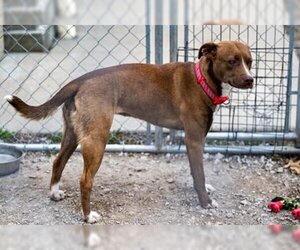 Mutt Dogs for adoption in Terre Haute, IN, USA