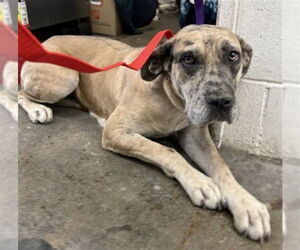 Mastiff-Unknown Mix Dogs for adoption in San Bernardino, CA, USA
