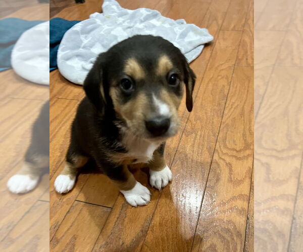 Medium Photo #3 Doxle Puppy For Sale in Mooresville, NC, USA