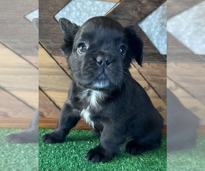 French Bulldog Puppy for Sale in BELLE CHASSE, Louisiana USA