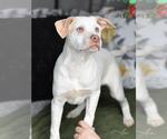 Small #1 Labrador Retriever Mix