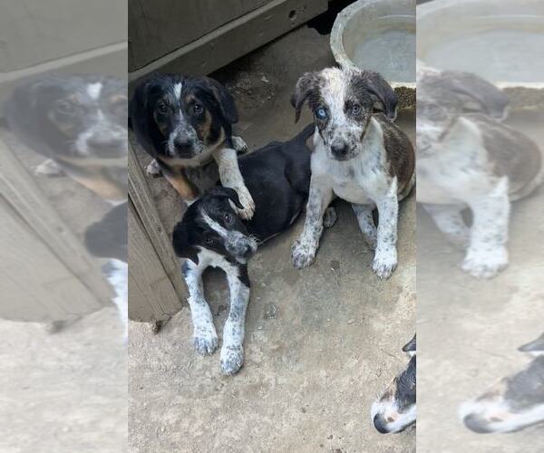 Medium Photo #4 Australian Shepherd-Unknown Mix Puppy For Sale in Aurora, IN, USA