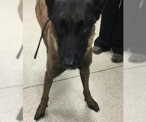 Mutt Dogs for adoption in Riverside, CA, USA