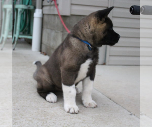 Medium Photo #4 Akita Puppy For Sale in FRESNO, OH, USA