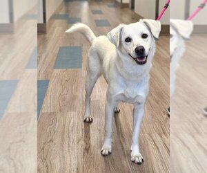 Labrador Retriever-Unknown Mix Dogs for adoption in Baytown, TX, USA