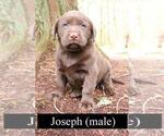 Small Photo #4 Labrador Retriever Puppy For Sale in PRESCOTT, OR, USA