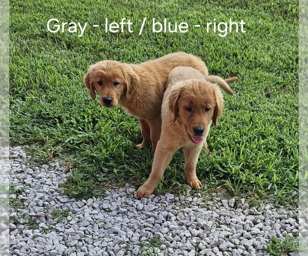Medium Photo #1 Golden Retriever Puppy For Sale in MORRILL, KS, USA