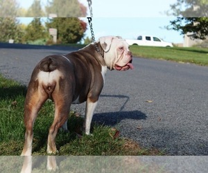 Mother of the Olde English Bulldogge puppies born on 04/07/2023