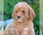 Small #2 Poodle (Miniature)