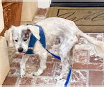 Small #3 Maltese Mix