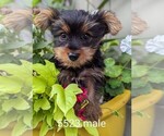 Small Photo #3 Yorkshire Terrier Puppy For Sale in CLARE, IL, USA