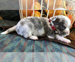 Small Chihuahua