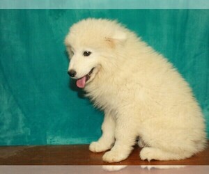 Samoyed Puppy for sale in SHAWNEE, OK, USA