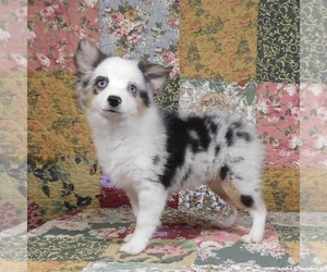 Miniature Australian Shepherd Puppy for sale in HARRISON, OH, USA