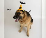 Small #39 German Shepherd Dog