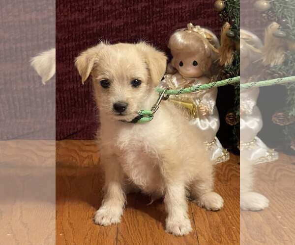 Medium Photo #3 Pomeranian Puppy For Sale in HOPKINSVILLE/PRINCETON, KY, NH, USA