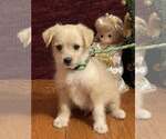 Small #2 Pomeranian