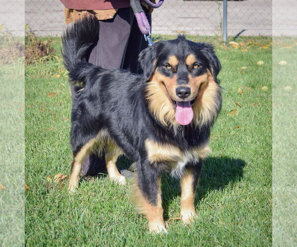 Medium Photo #3 Australian Shepherd-Unknown Mix Puppy For Sale in Huntley, IL, USA