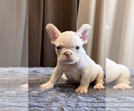 Small #2 French Bulldog