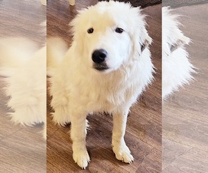 Great Pyrenees Dogs for adoption in MIDWAY, UT, USA