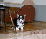 Small #3 Pembroke Welsh Corgi