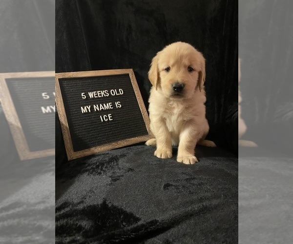 Medium Photo #6 Golden Retriever Puppy For Sale in WINTER PARK, FL, USA