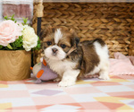 Small #3 Shih Tzu