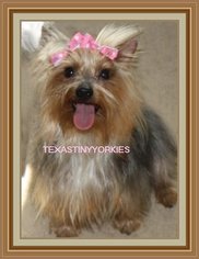 Mother of the Yorkshire Terrier puppies born on 10/05/2017