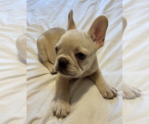 French Bulldog Puppy for sale in MBORO, TN, USA