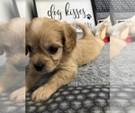 Small Photo #13 Cavachon Puppy For Sale in SILEX, MO, USA
