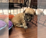 Small Photo #10 Coton de Tulear Puppy For Sale in YELM, WA, USA