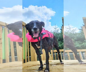 Mutt Dogs for adoption in Germantown, OH, USA
