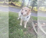 Small #2 Border Collie Mix