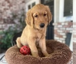 Small #4 Golden Retriever
