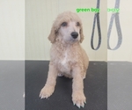 Small Photo #3 Poodle (Standard) Puppy For Sale in HAMPTON, VA, USA