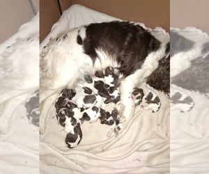 English Springer Spaniel Puppy for sale in GASPORT, NY, USA