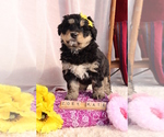 Puppy 2 Bernese Mountain Dog-Siberian Husky Mix